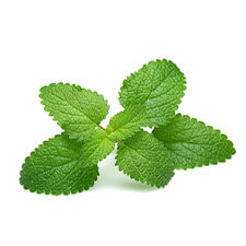 Lemon Balm