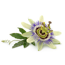 passion-flower Ingredient